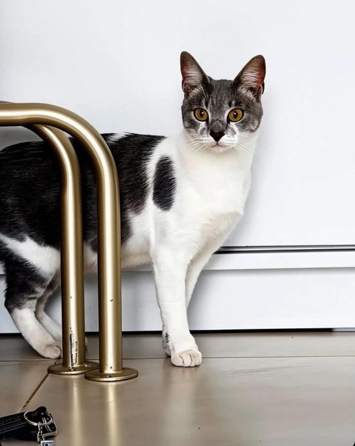 Pet