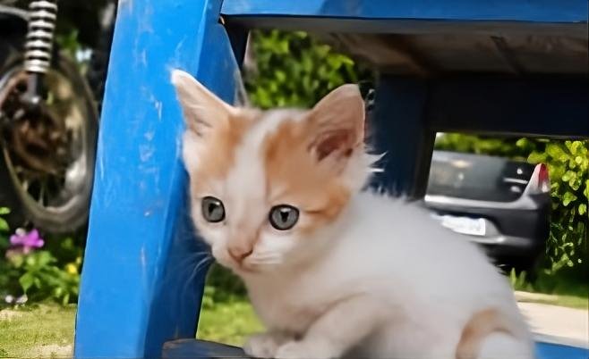 Mascota