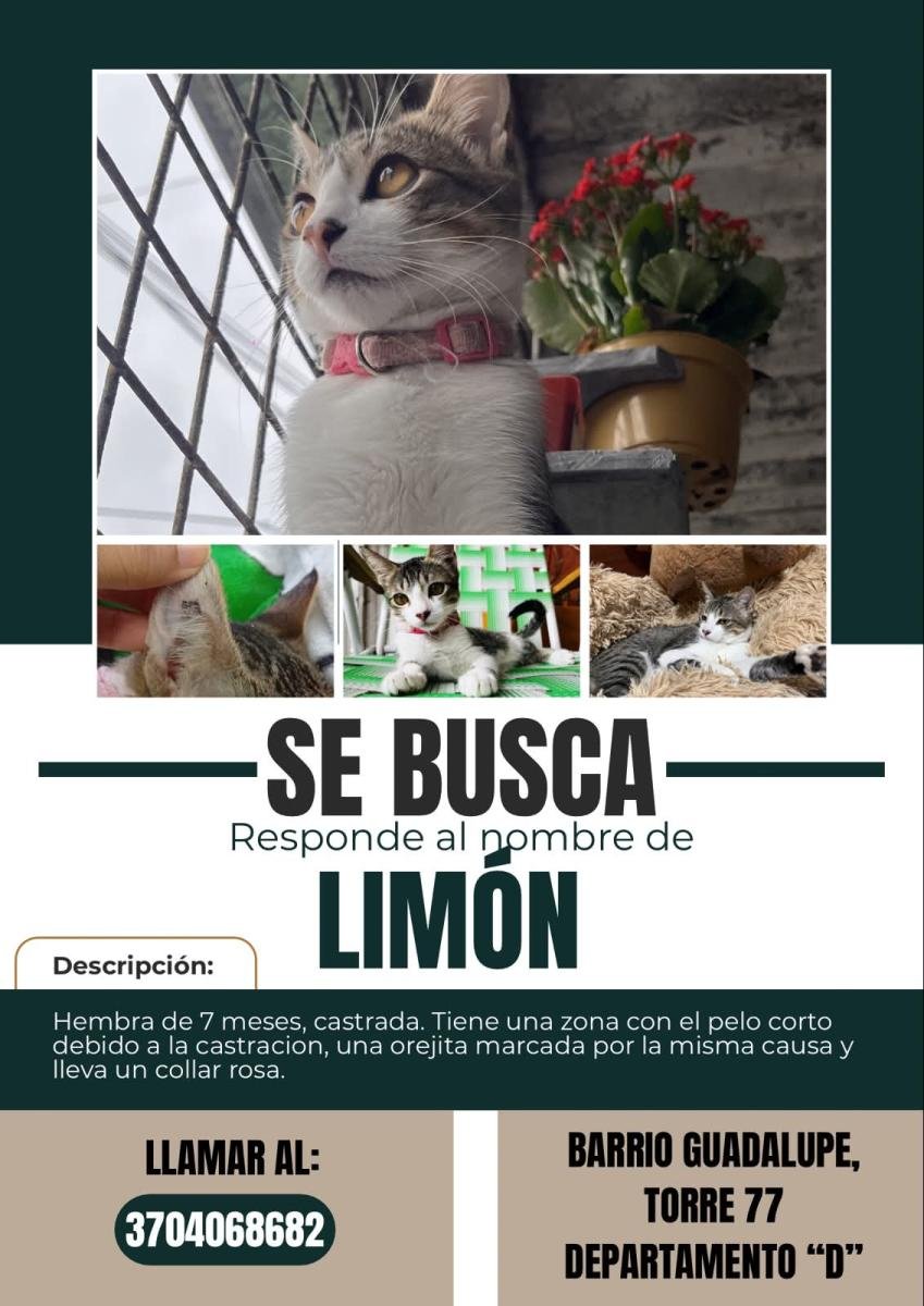 Mascota