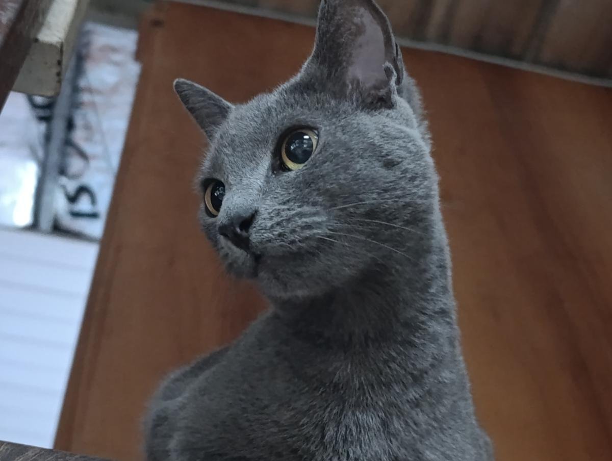 Mascota