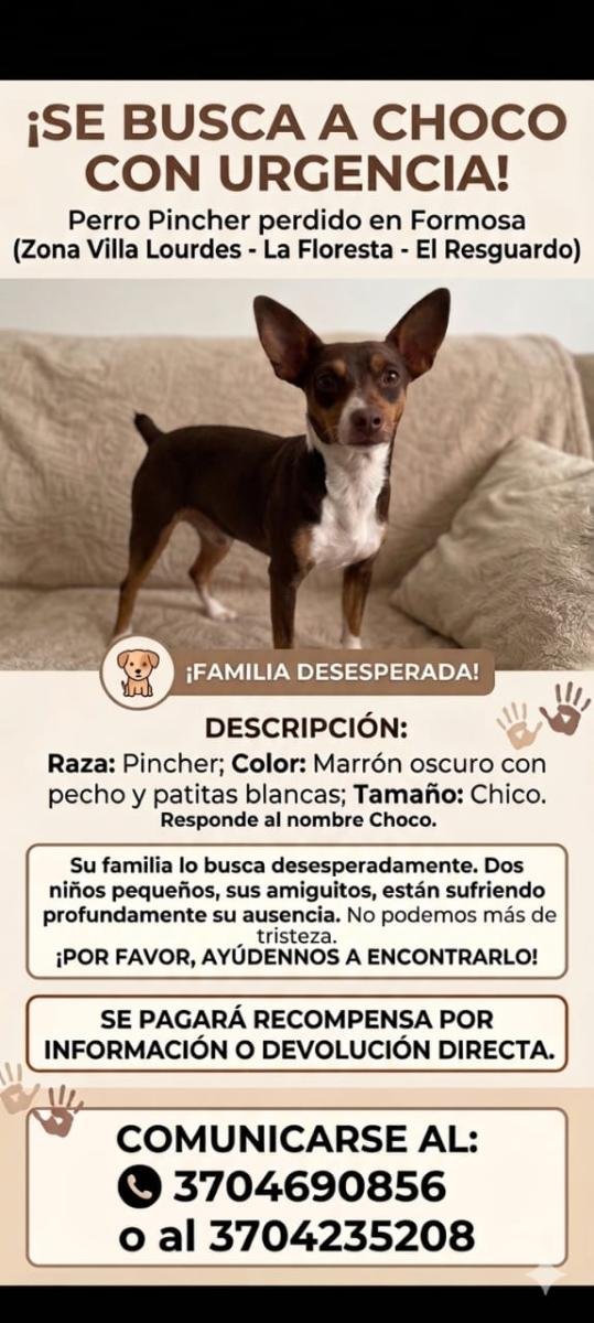 Mascota