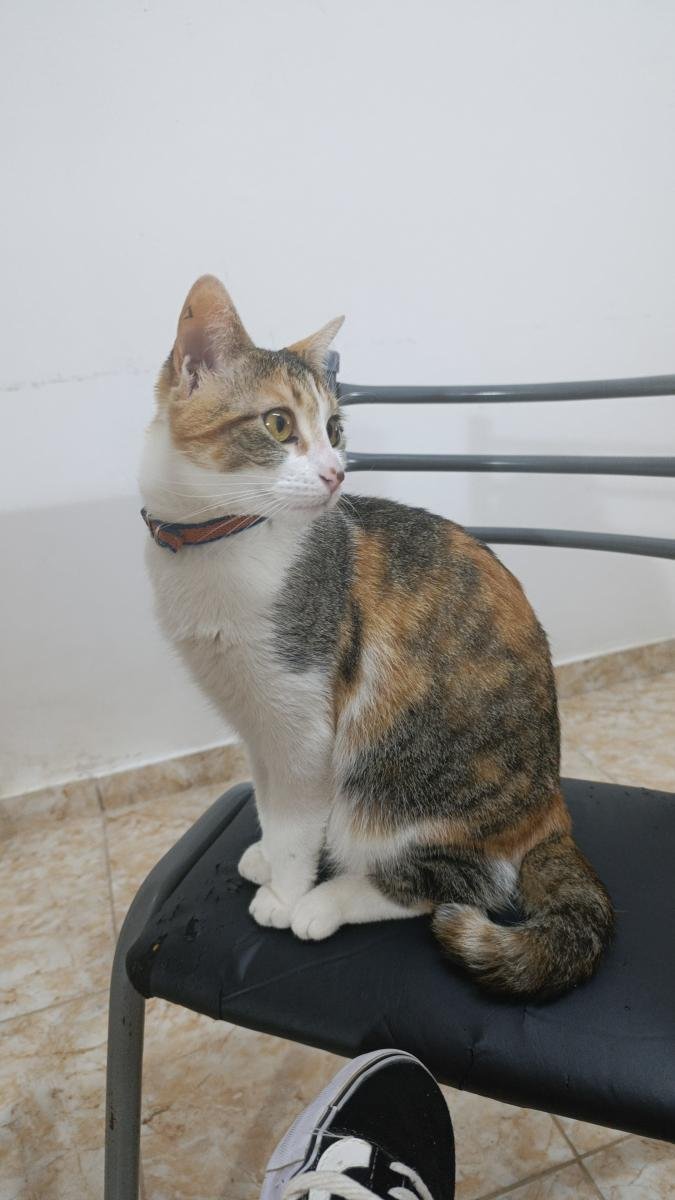 Mascota