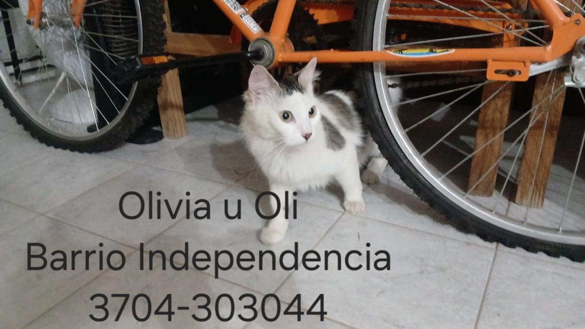 Mascota