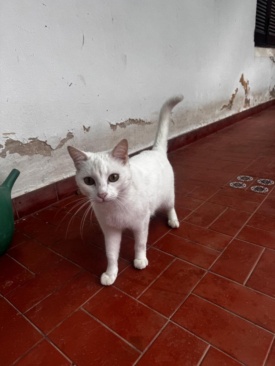 Pet