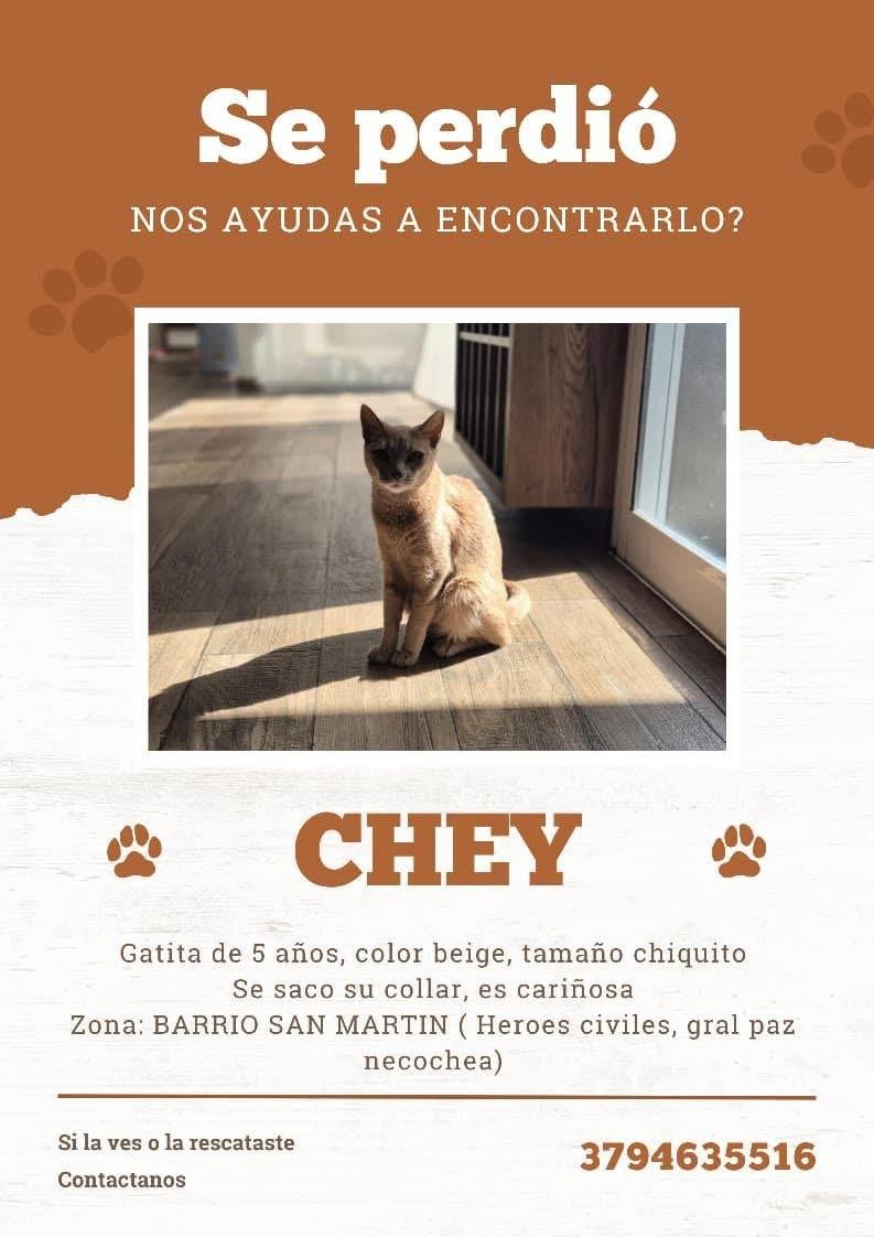 Mascota