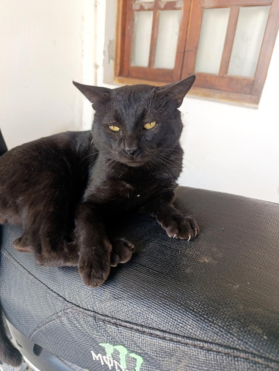 Mascota