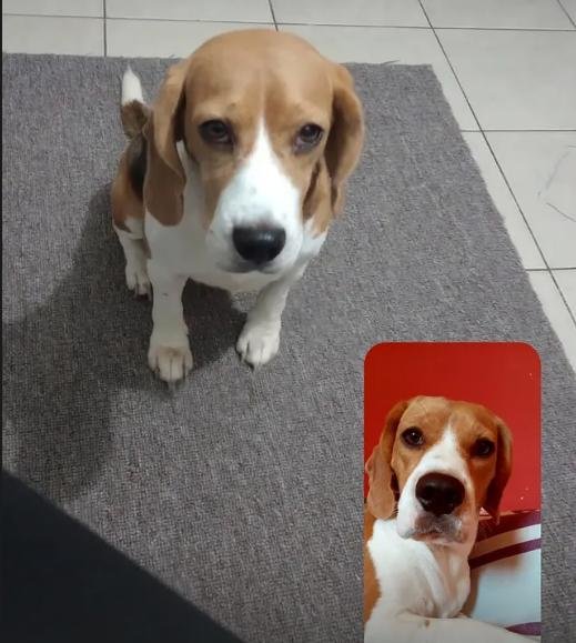 Mascota