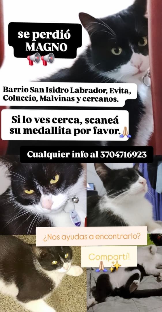 Mascota