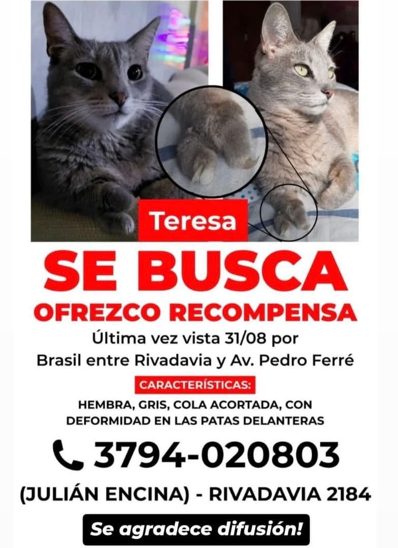 Mascota