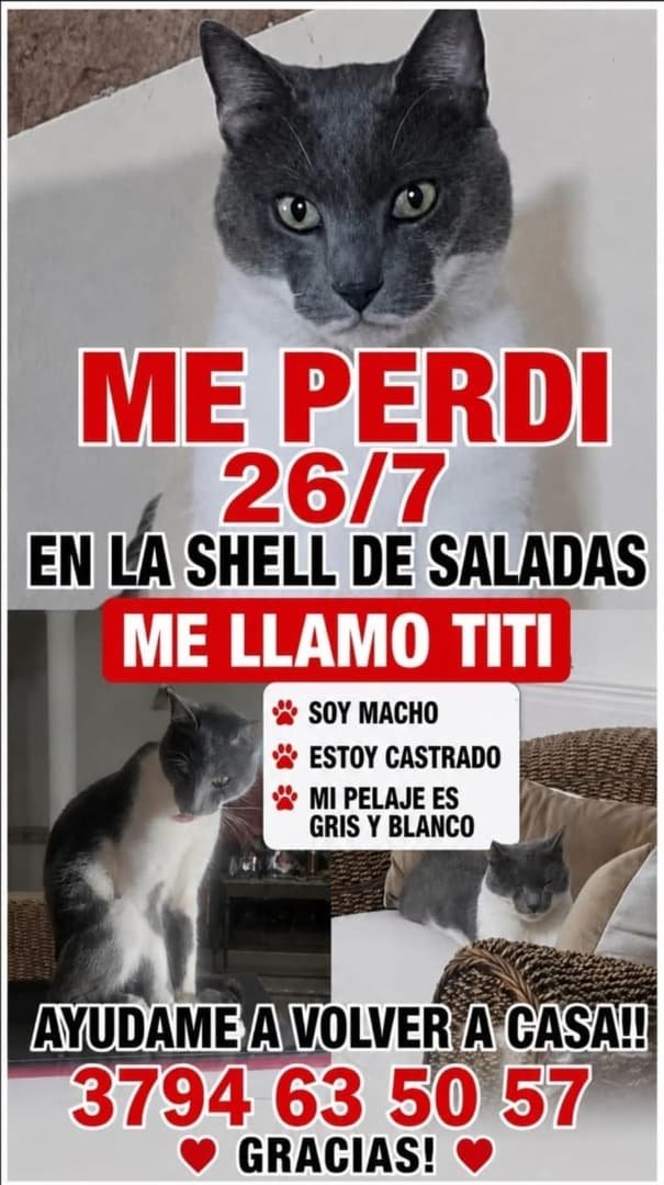 Mascota