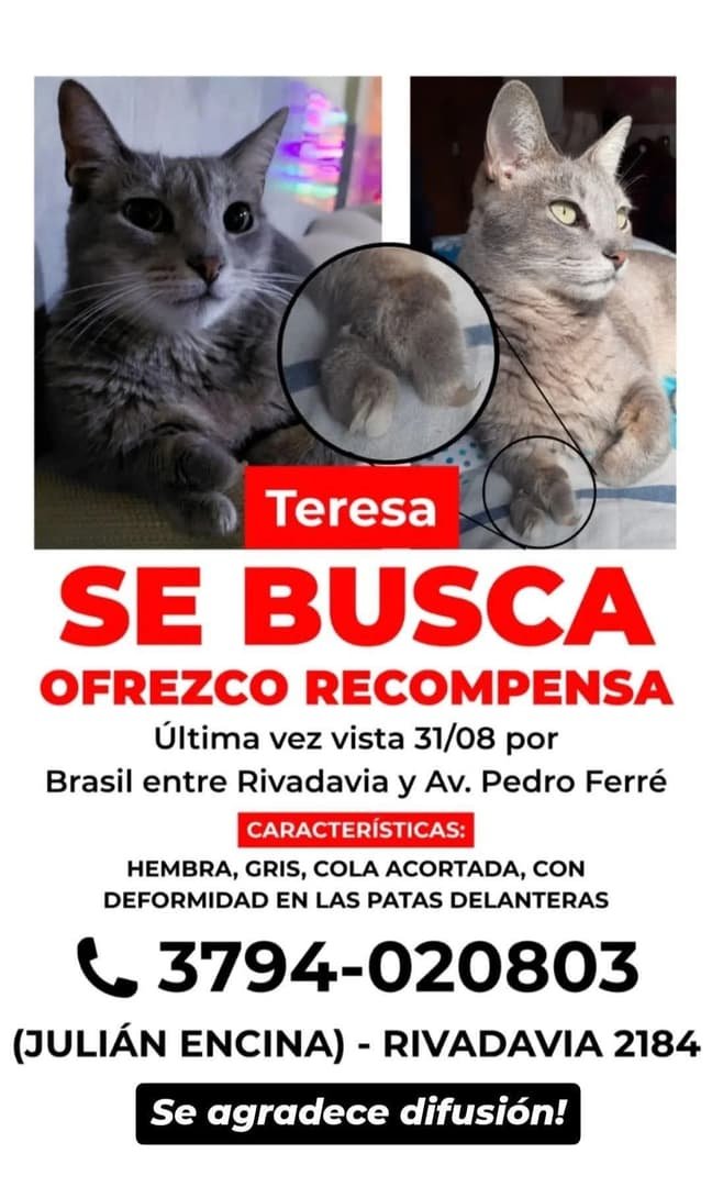 Mascota