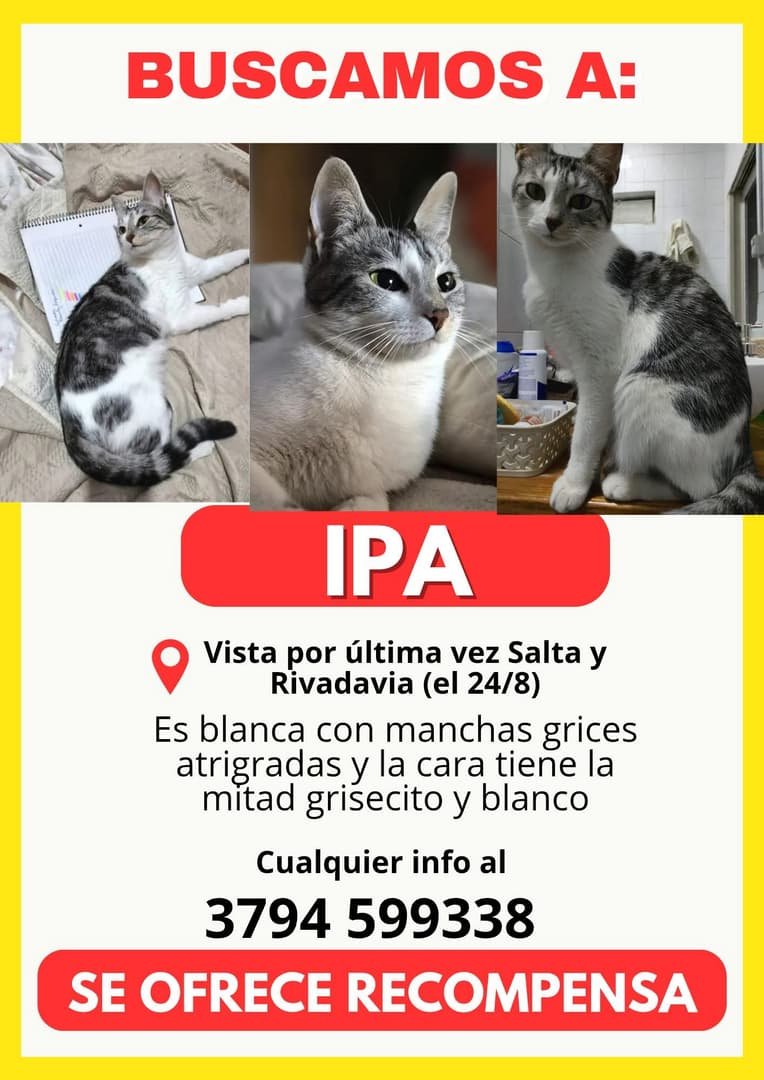 Mascota