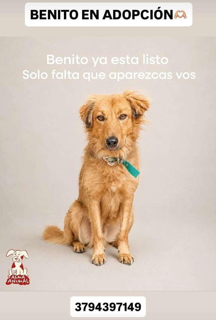 Mascota